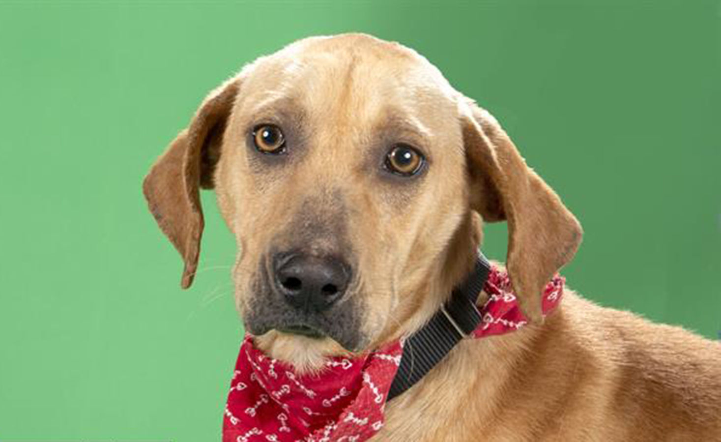 Last week's pet, still available: Tonka